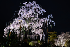 寺東　夜桜