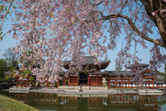 平等院　枝垂桜