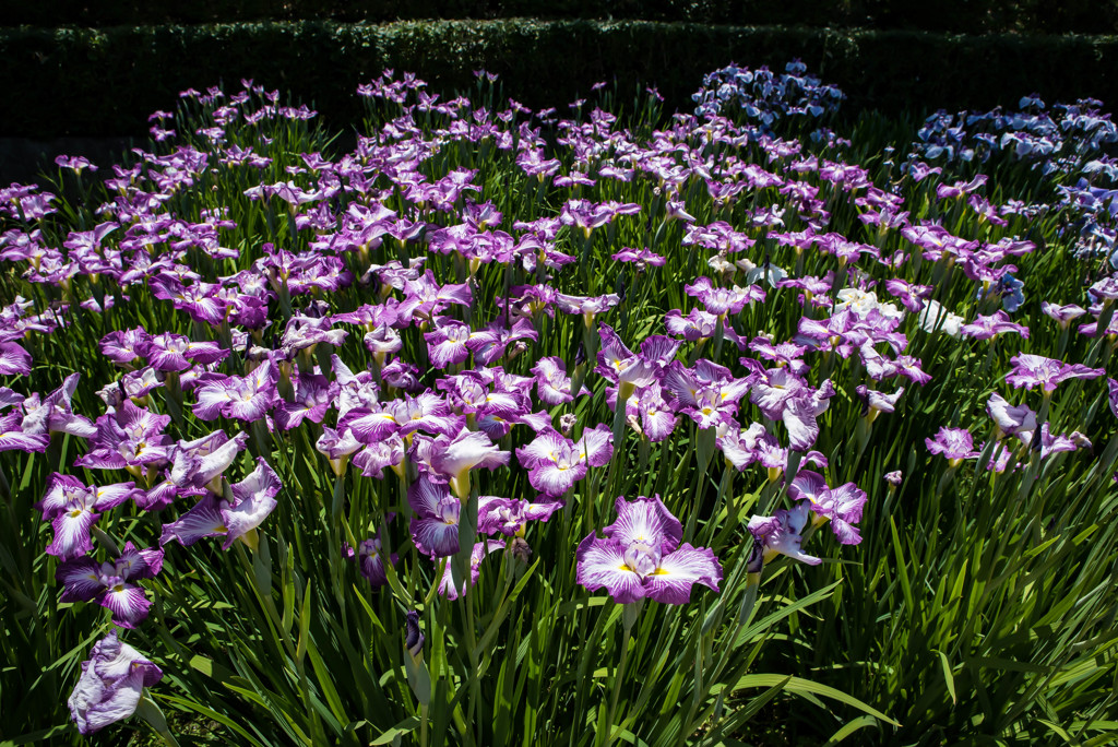 館林花菖蒲園8