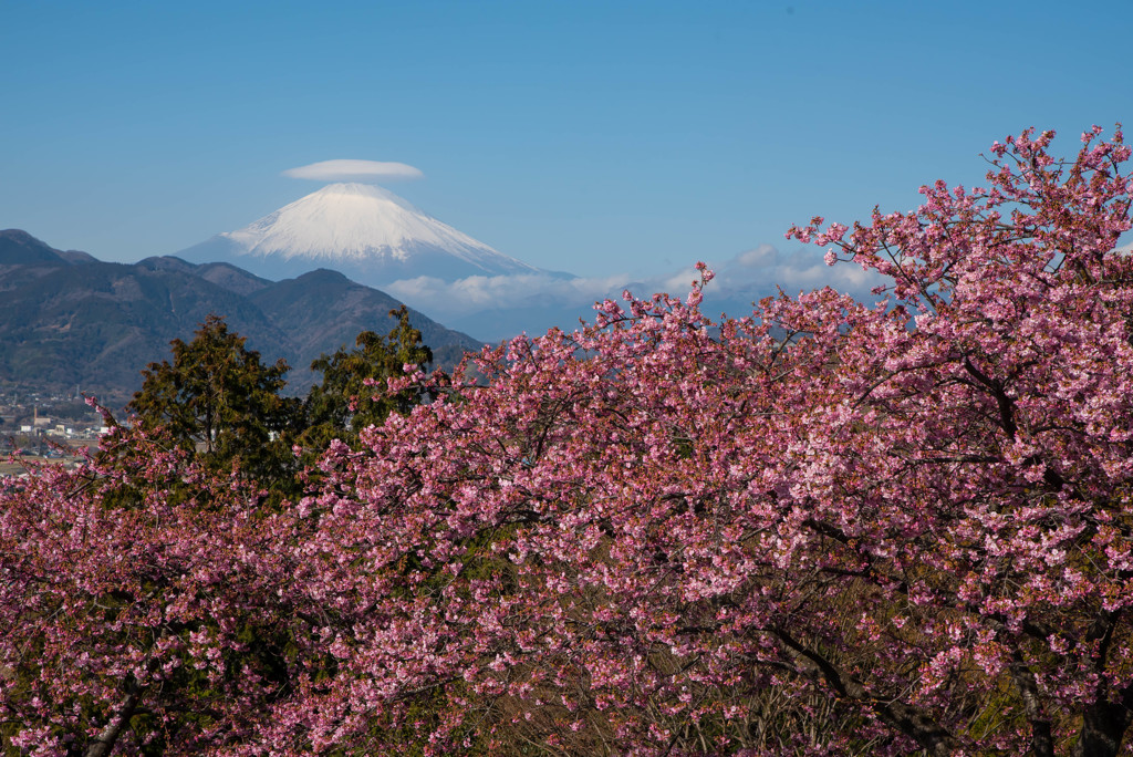 松田山ハーブガーデン河津桜　富士山