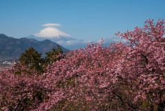 松田山ハーブガーデン河津桜　富士山