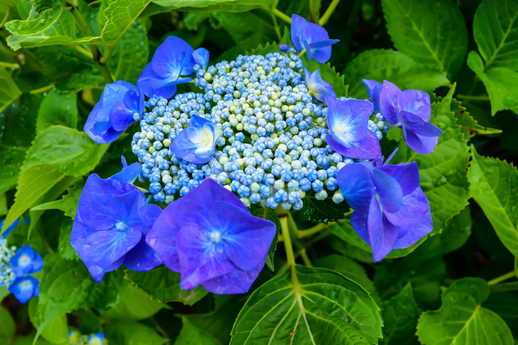権現堂　紫陽花2