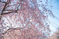 権現堂枝垂桜2