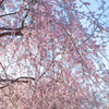 権現堂枝垂桜2
