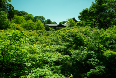 東福寺3
