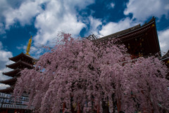 浅草寺　枝垂桜2