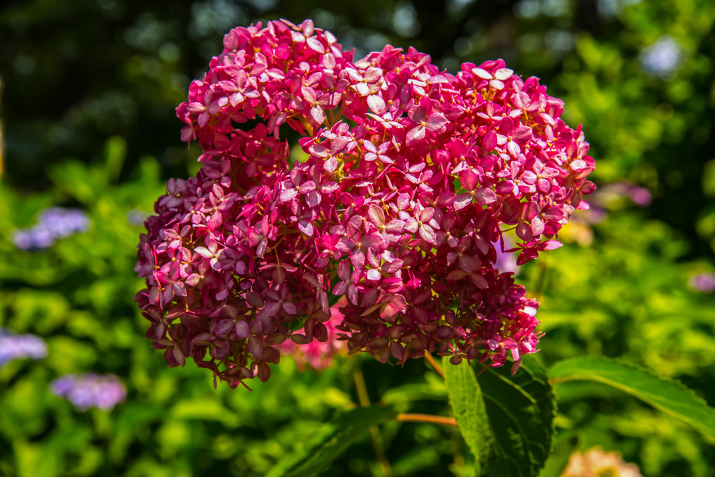 権現堂　紫陽花9