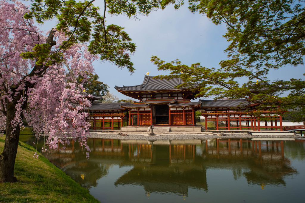 平等院　枝垂桜2