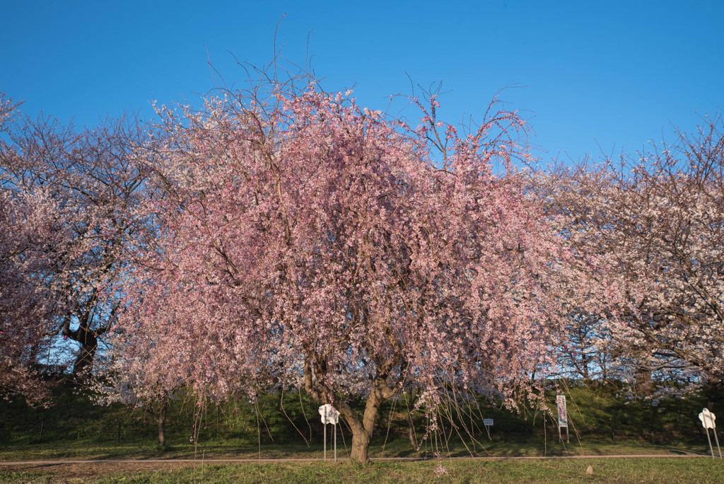 権現堂枝垂桜