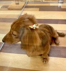 キャラメルくん