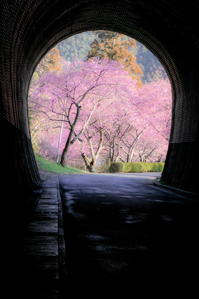 河津桜