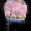 河津桜
