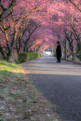 河津桜