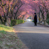 河津桜