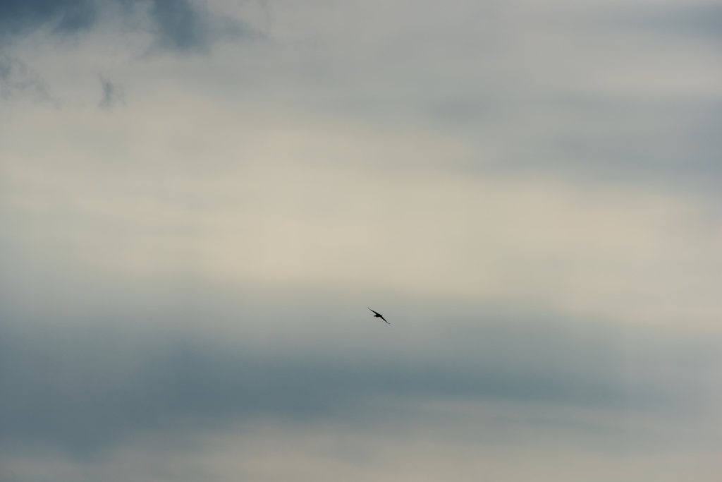 DSC_5953