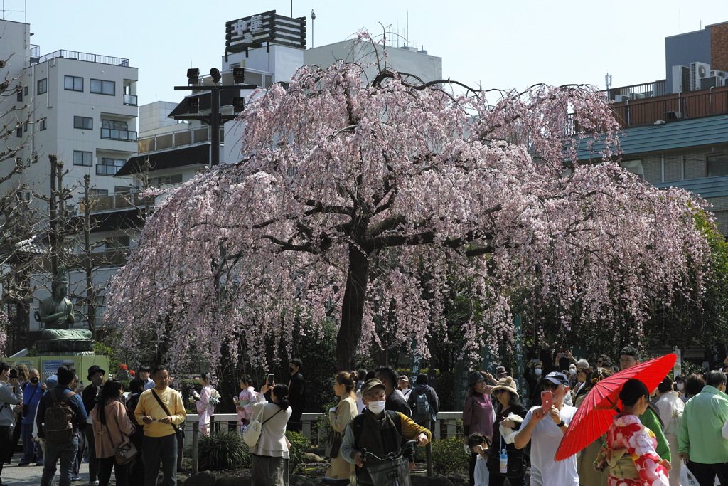 浅草寺の枝垂れ桜２