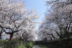 唸る、桜の舞