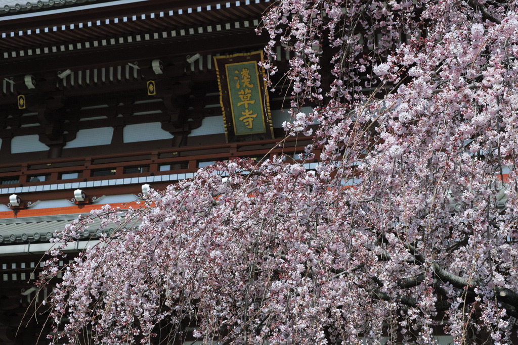 浅草寺の枝垂れ桜