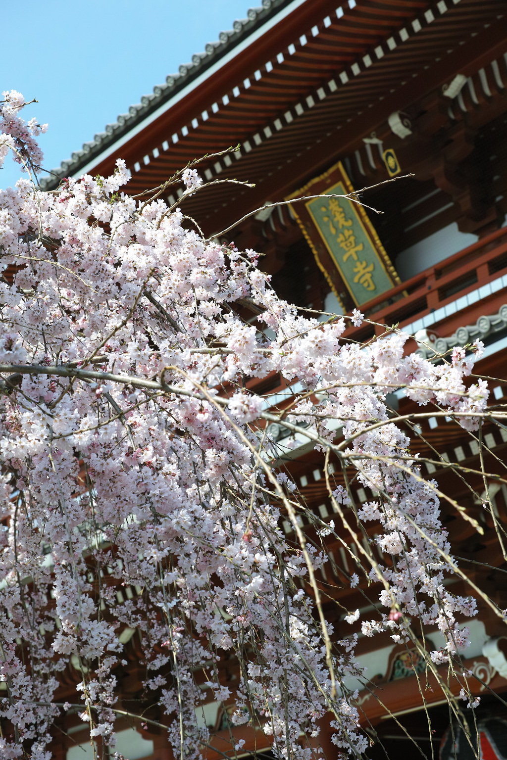 浅草寺の春