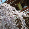 浅草寺の春