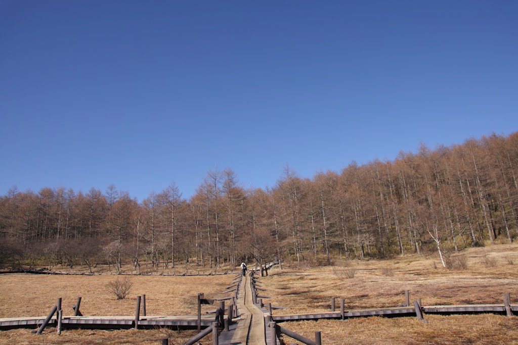 入笠山湿原にて