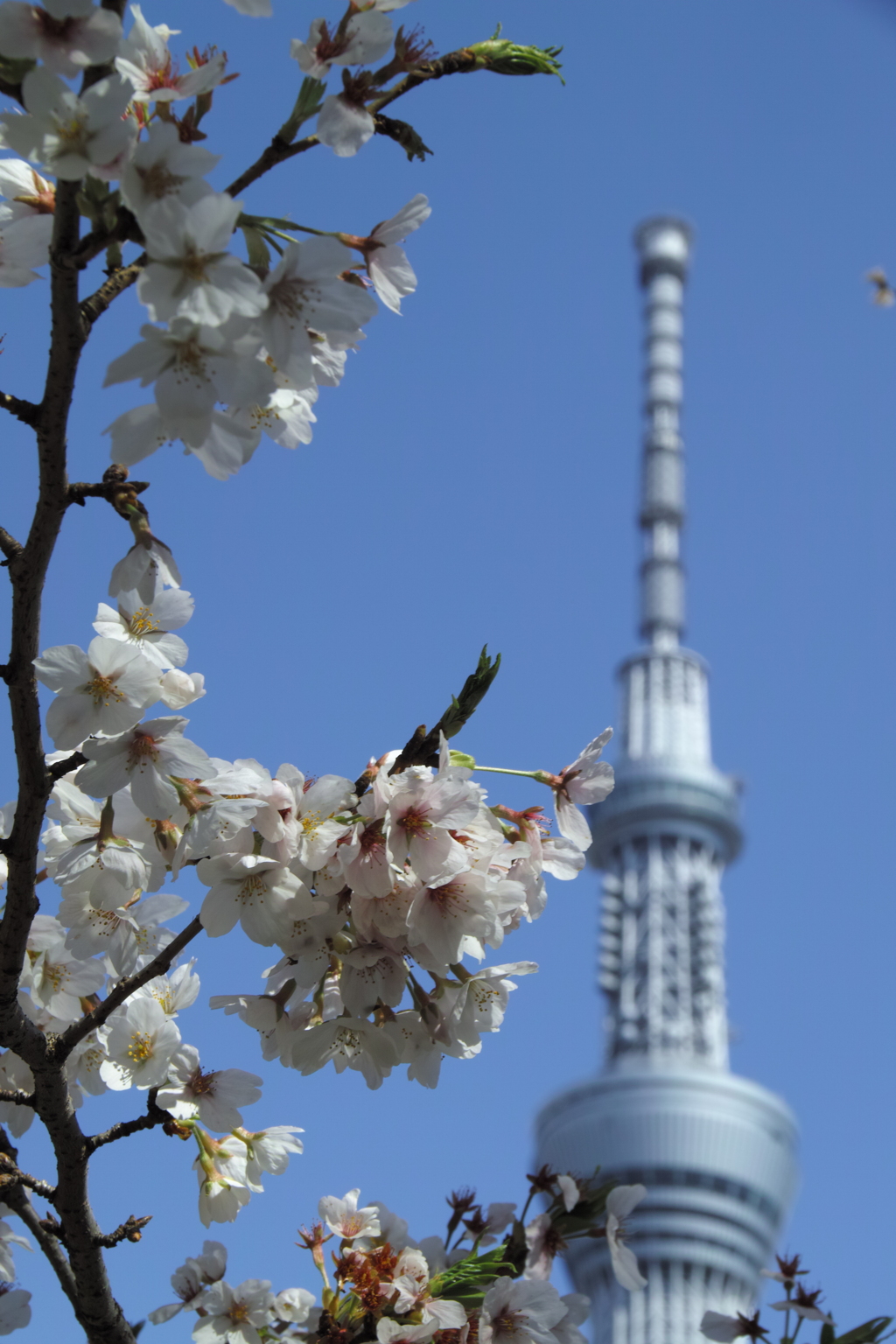 スカイツリーと桜