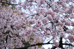 初春の上野公園にて