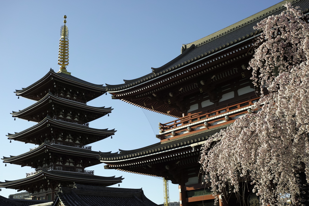 浅草寺の桜と五重の塔