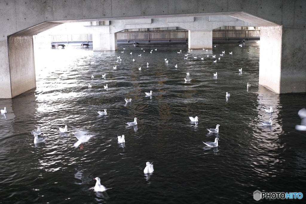 東京の休憩地-鳥の群れ