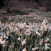 房総の華麗なる和水仙一族２