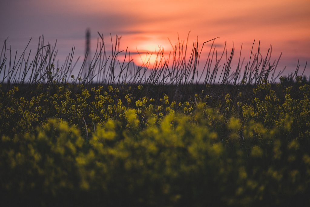 夕陽菜花