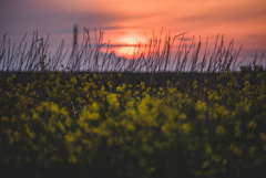 夕陽菜花