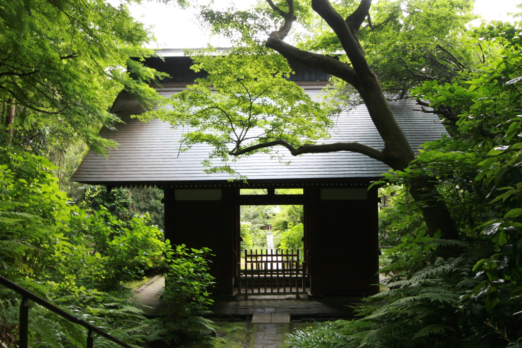 鎌倉 苔寺 妙法寺