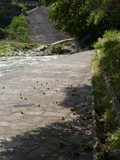 いがぐり走る！