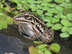 こんにちは！