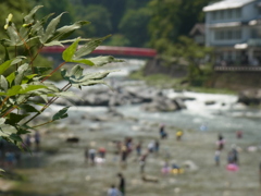 夏もみじ