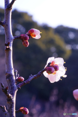 朝日を浴びる