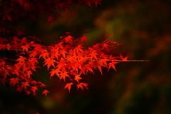 紅葉の色気