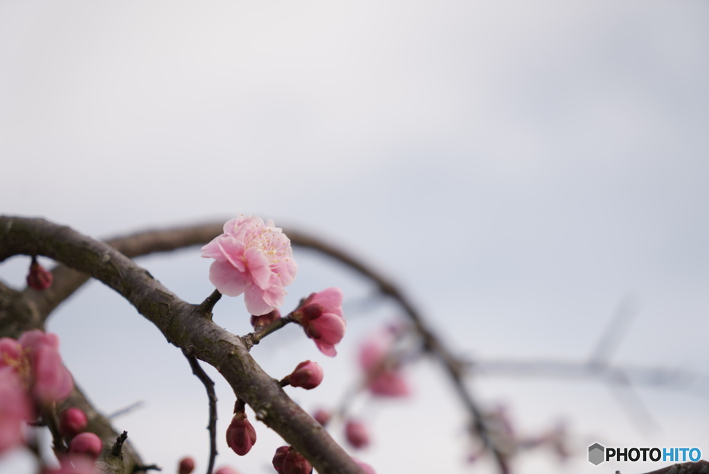 花ひろば