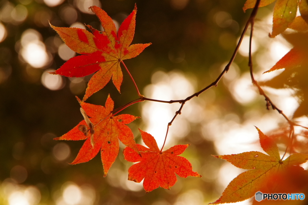 紅葉谷