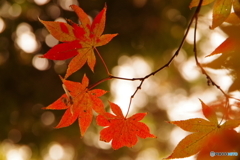 紅葉谷