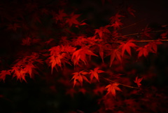 紅葉の色気