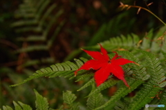 紅葉谷