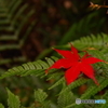 紅葉谷