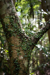 Small Leaves on Tree Trunk