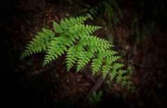 Fern-3