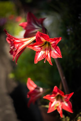 Red Flower