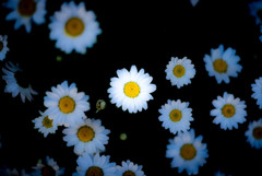 White flower