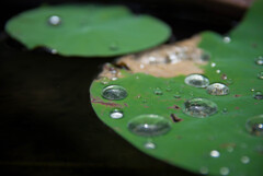 Waterdrops