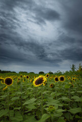 Sunflower before down pour